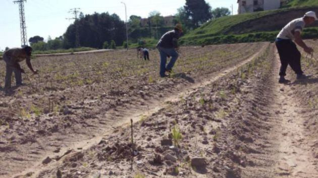 Recogida de espárrago en Guadalajara