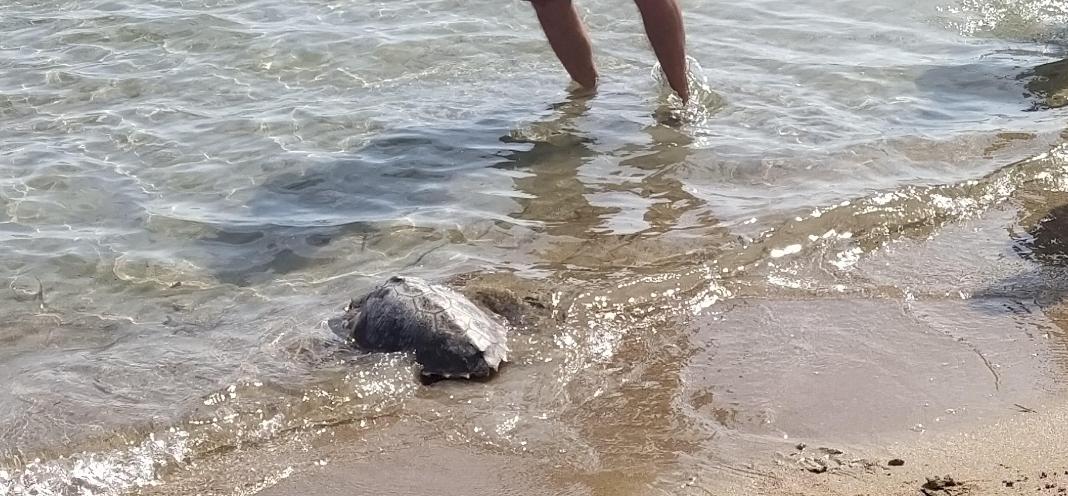 Una de las tortugas entrando en el mar.