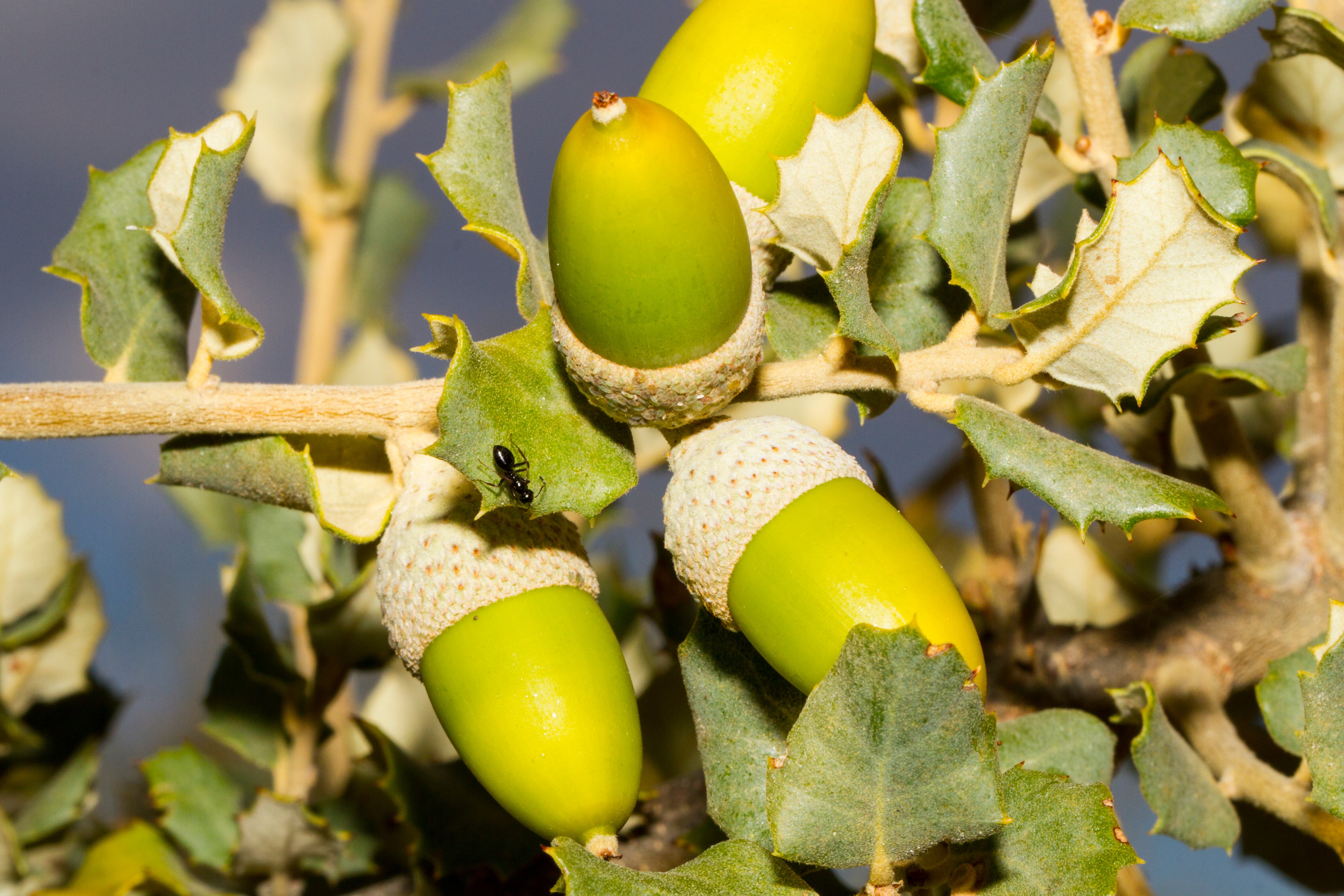 El Ayuntamiento celebra el Día del Árbol con la plantación de 12 encinas