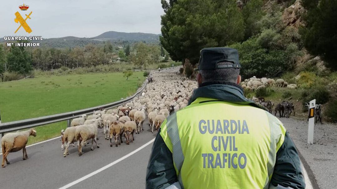 Investigan a un ganadero por un delito contra la seguridad vial por abandono de animales en la calzada
