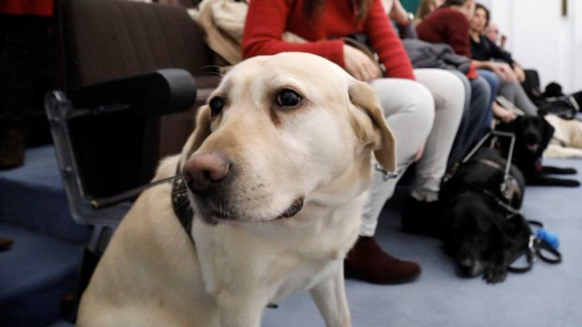 Can de Luna: La problematica de regalar perros en Navidad