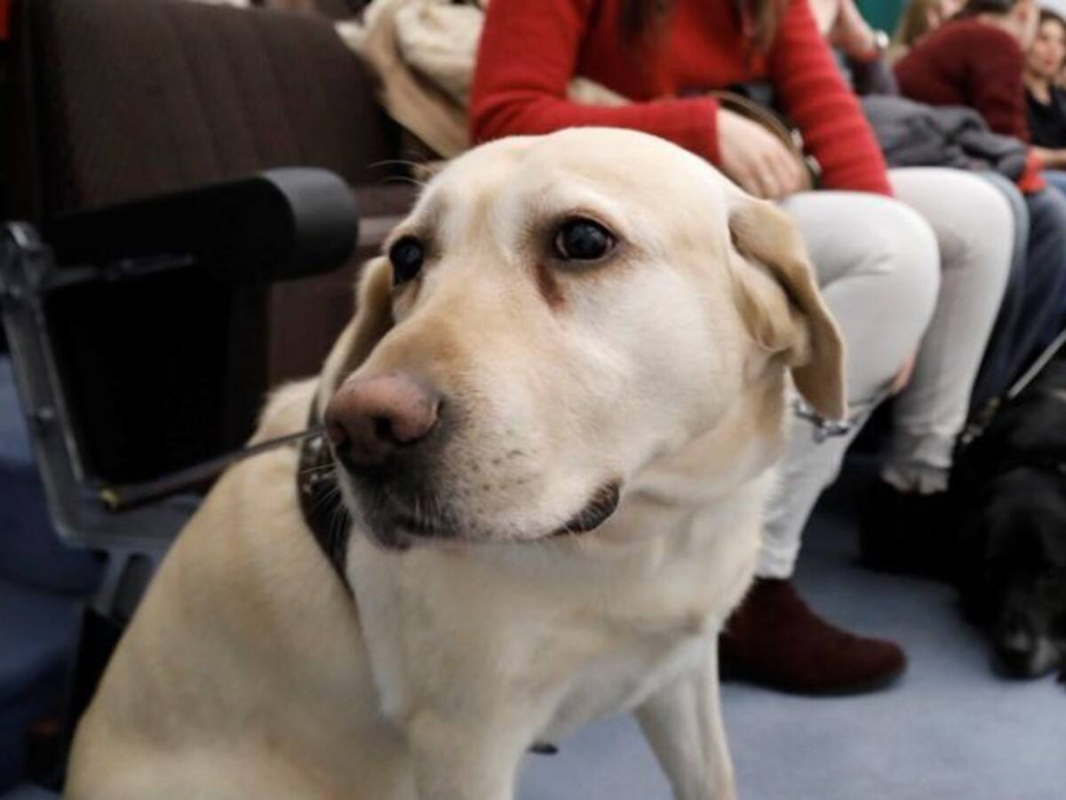 Can de Luna: La problematica de regalar perros en Navidad