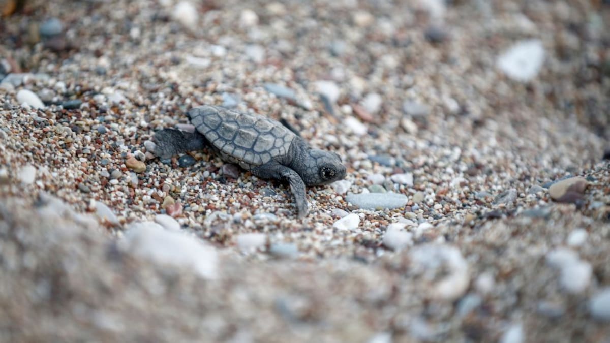 ENTREVISTA - "Campamento tortuga" a partir del 6 de septiembre en la playa de El Saler