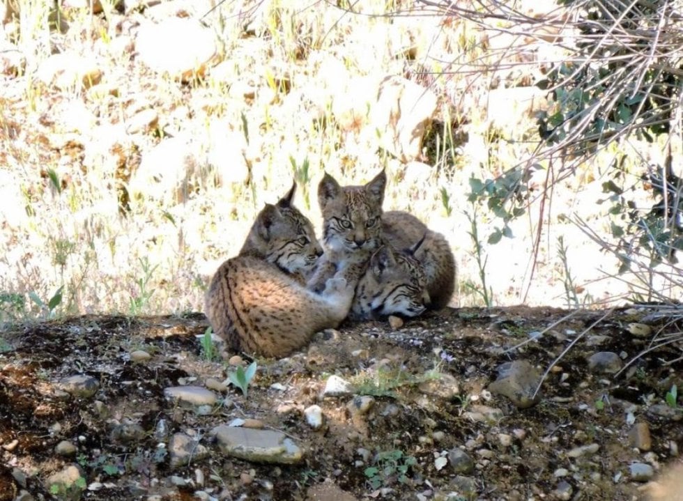 Crías de lince ibérico