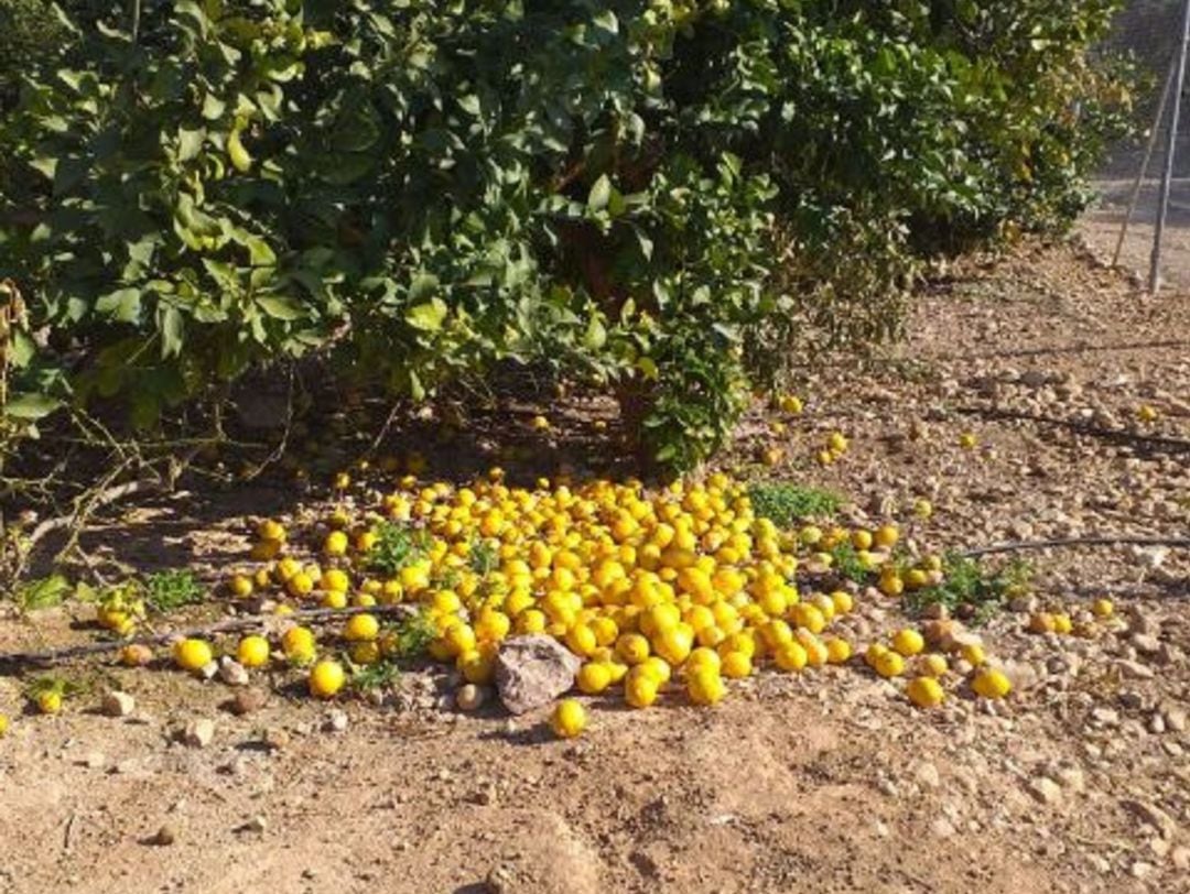 Archivo - Los productores dejan los limones para industria en el suelo por los bajos precios