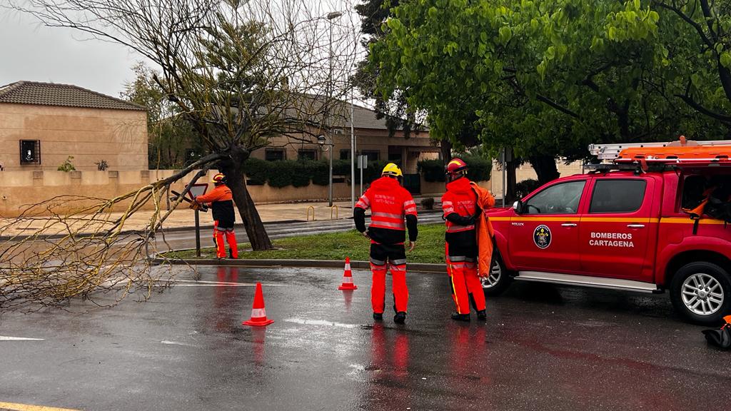 Retirada de arboles de la vía pública