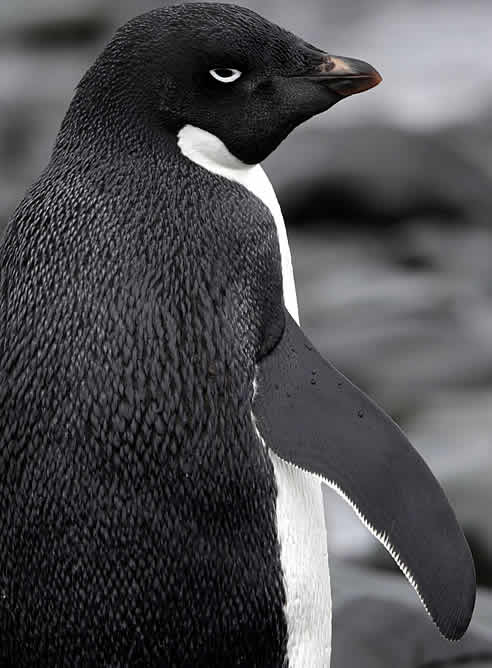 Una cría del pingüino Adelie en una reserva del continente Antártico