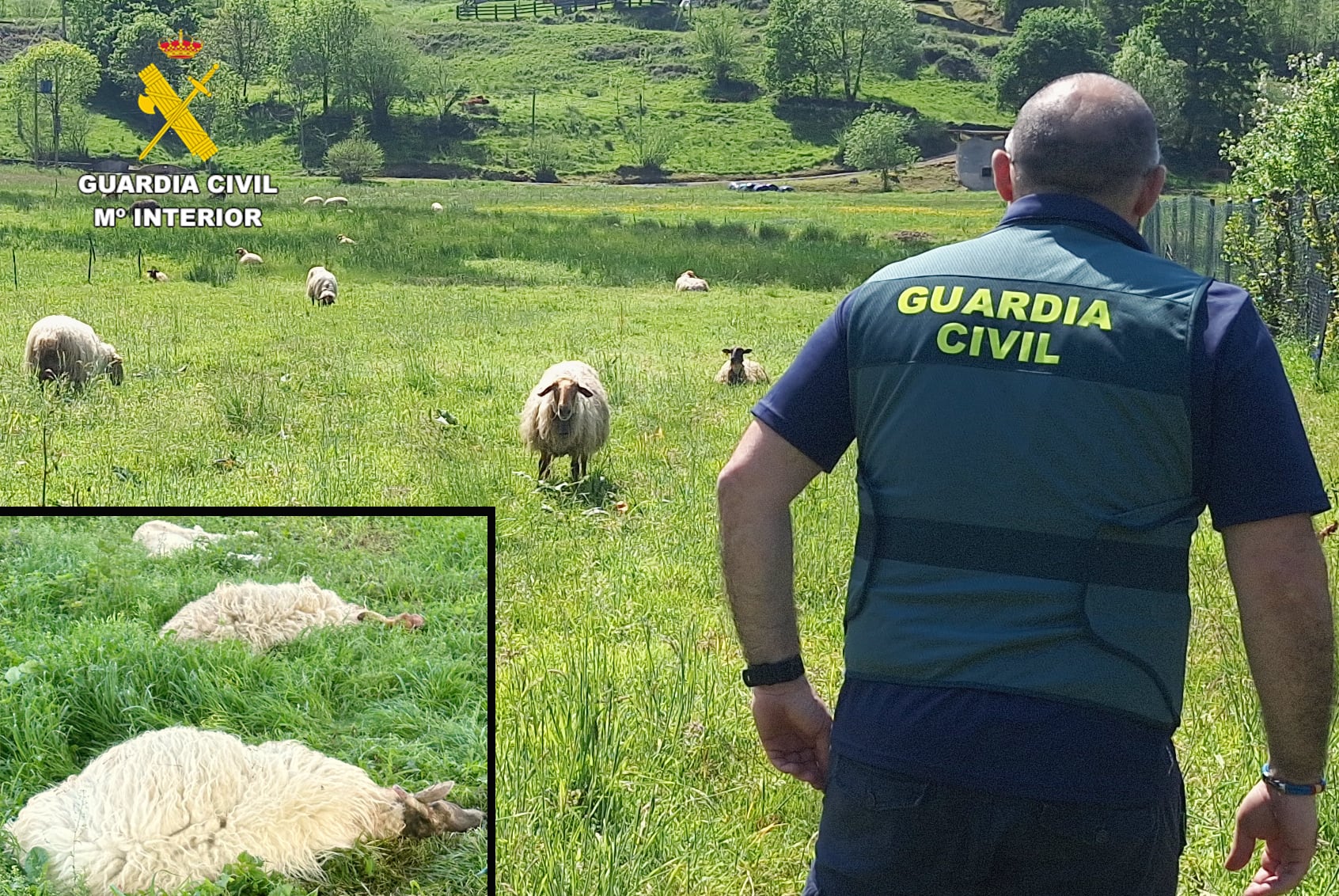 Ovejas muertas encontradas en Marina de Cudeyo.