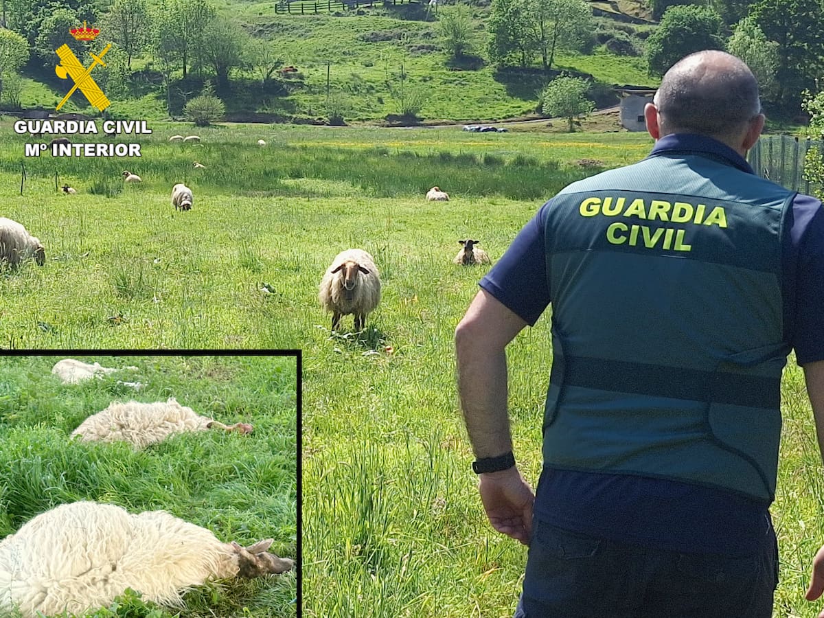 Investigadas once personas en Cantabria por sacrificar ovejas con sufrimiento para los animales