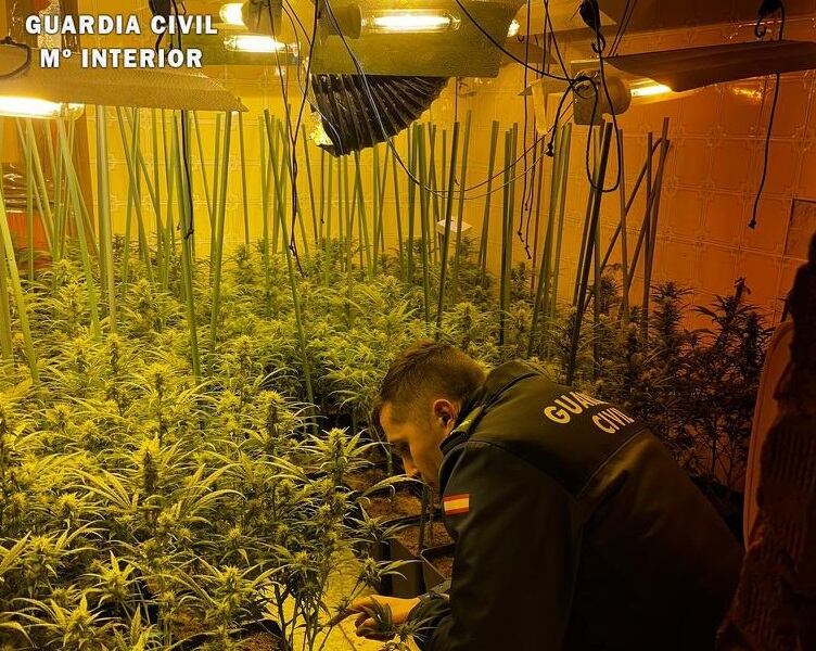 Plantas de marihuana en uno de los laboratorios intervenidos