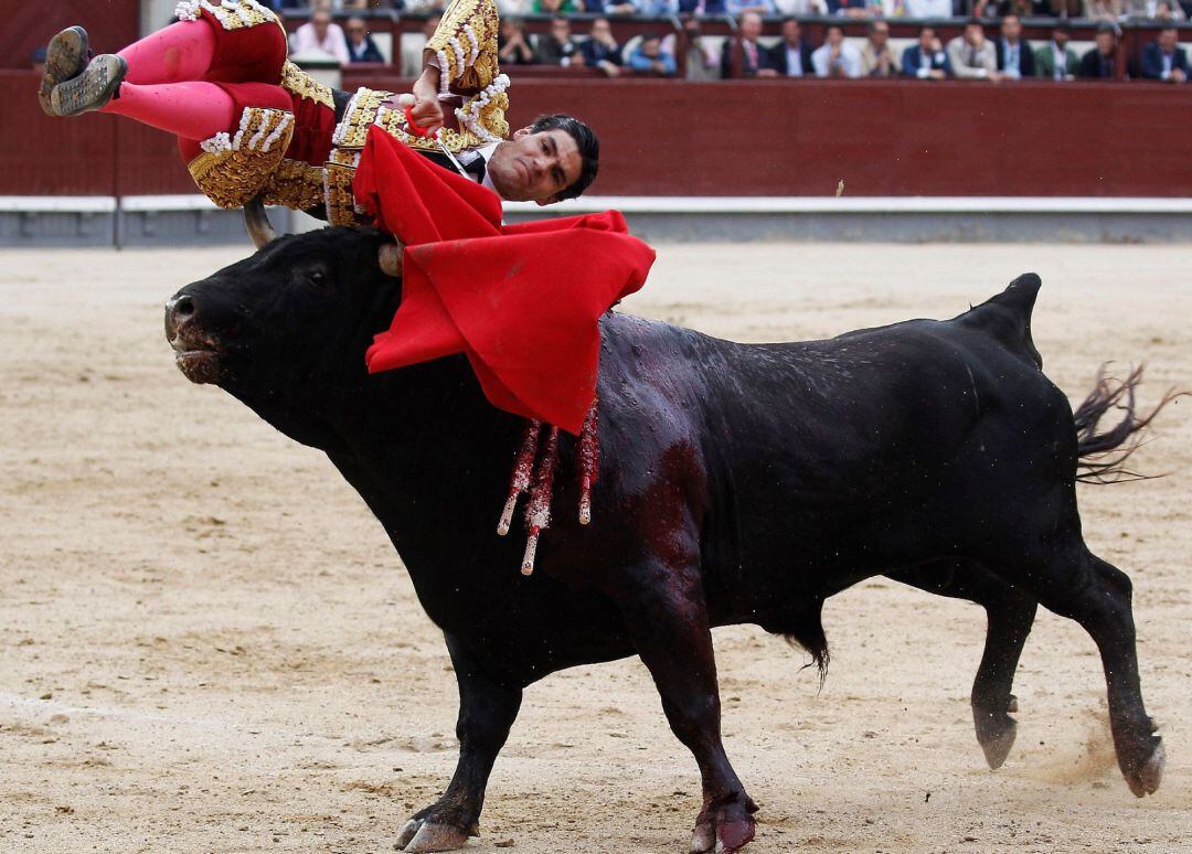 El diestro Pablo Aguado con su primero en la tradicional Corrida de la Prensa, último festejo de la Feria de San Isidro, esta tarde en la Monumental de Las Ventas, en Madrid, compartiendo cartel con Alberto López Simón y David Fandila &quot;El Fandi&quot;, con toros de la ganadería de Santiago Domecq