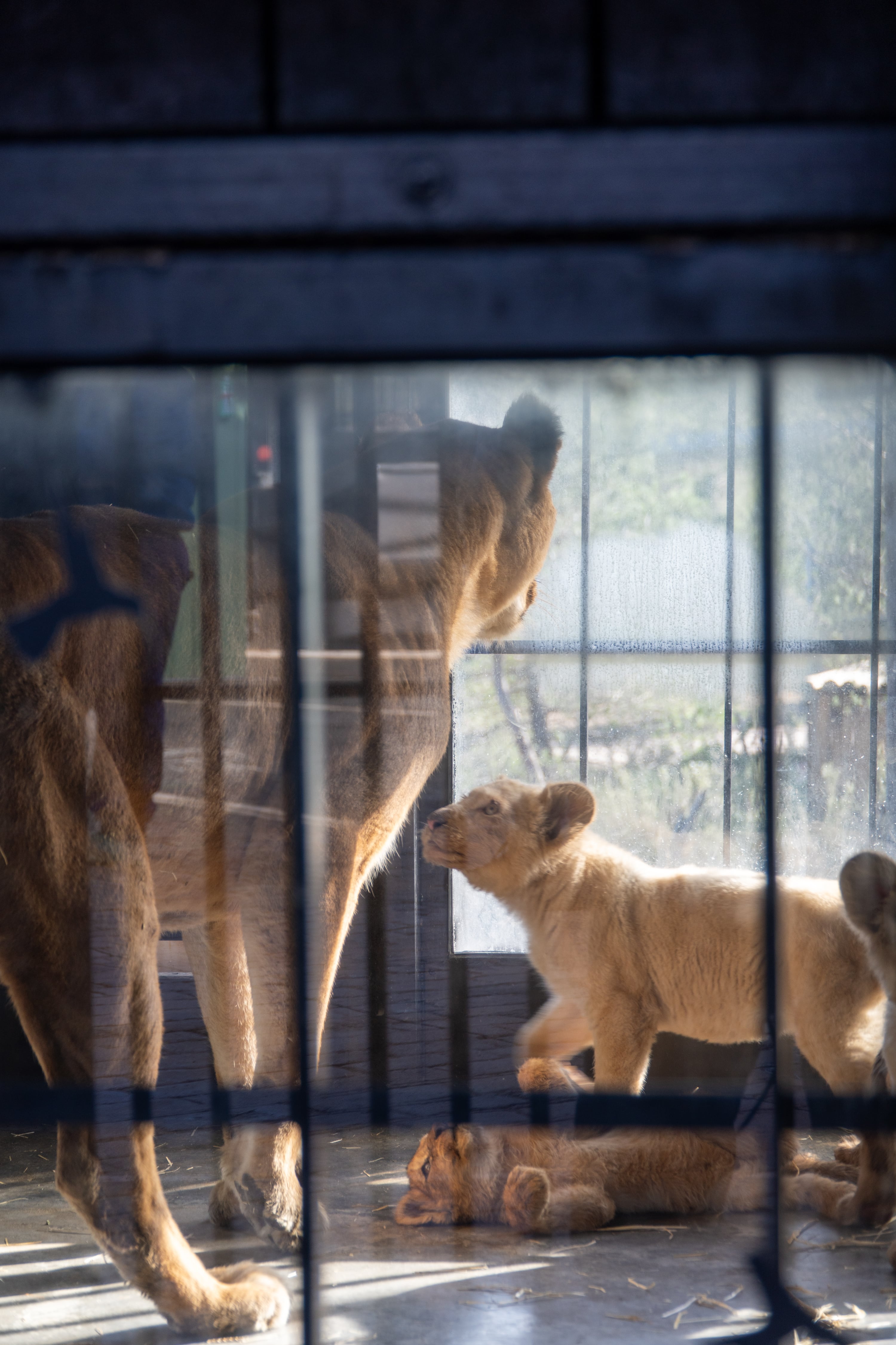 Leones rescatados por Primadomus