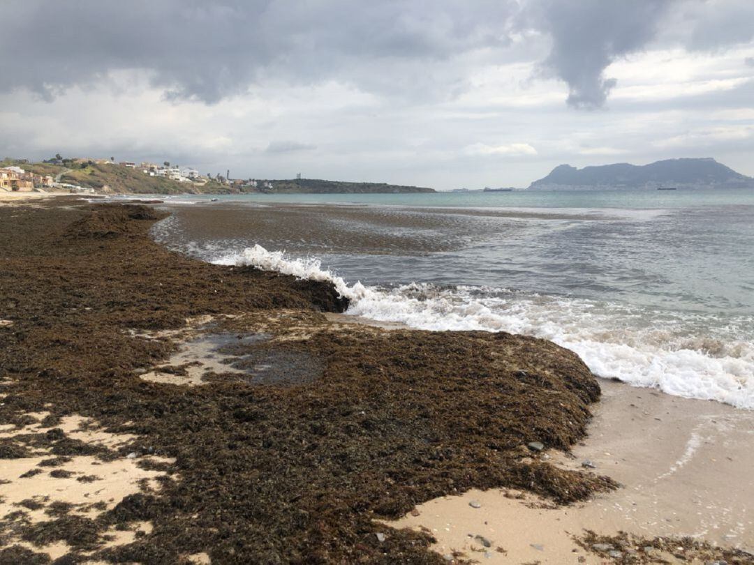 Algas invasoras inundan una playa de Algeciras