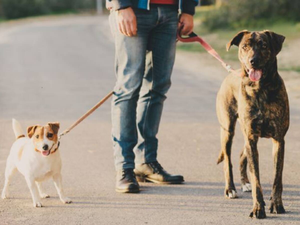El Ayuntamiento de Palencia tiene censados 3.294 perros, 174 de ellos potencialmente peligrosos