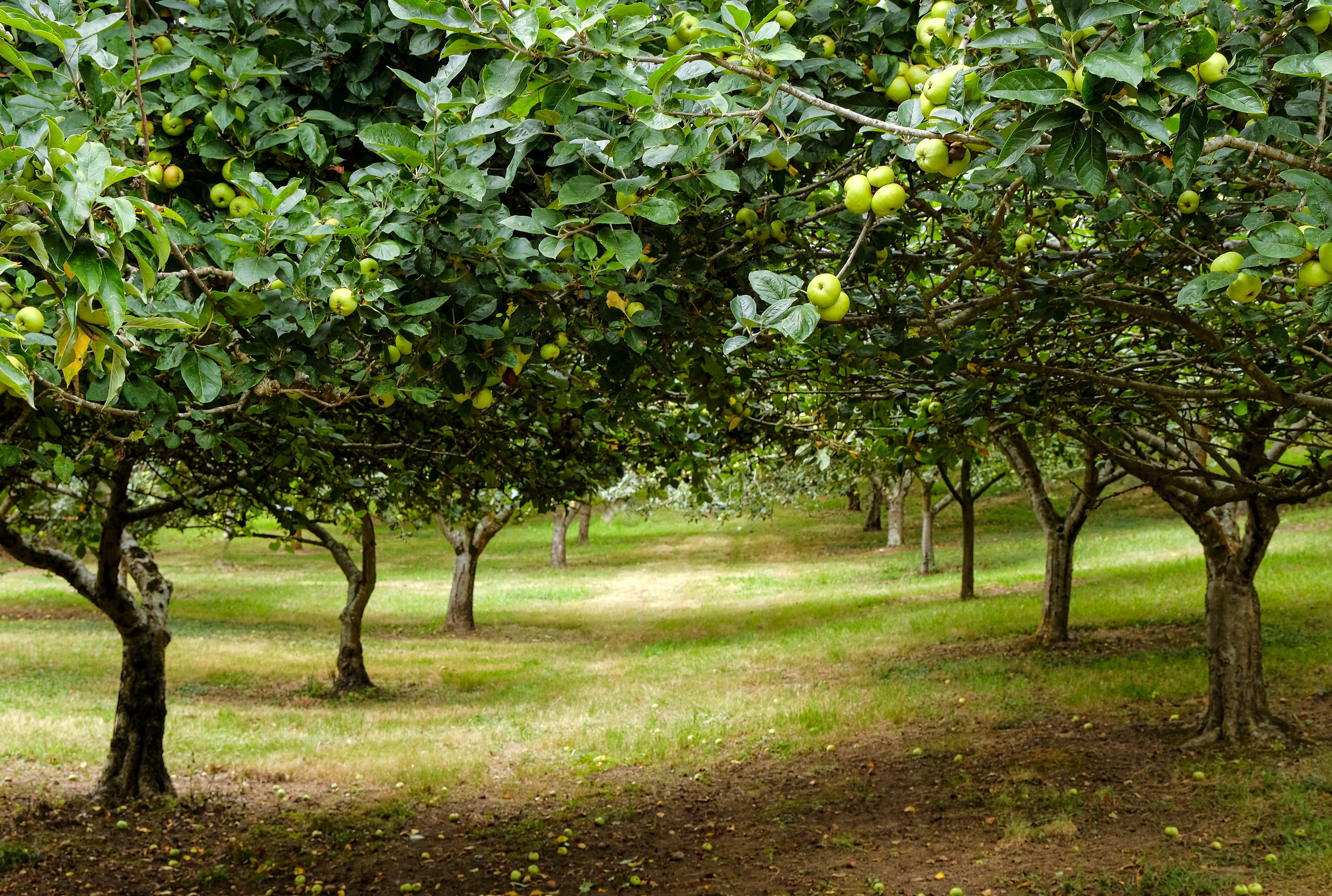 Los huertos de manzanos para la producción de sidra son típicos de Asturias. Getty Images.