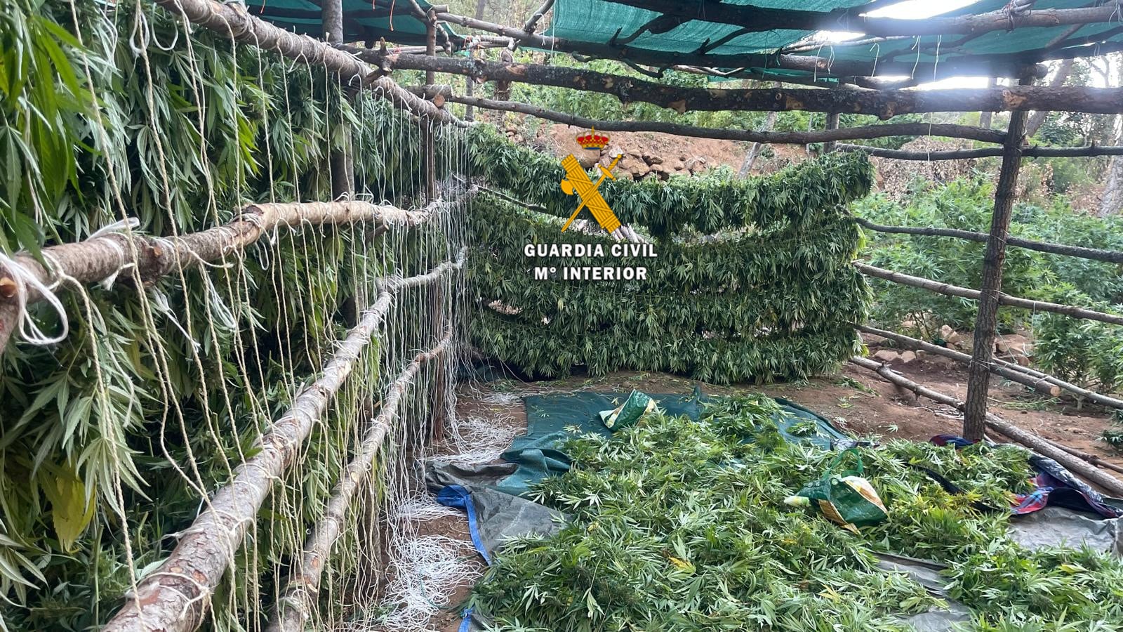 La plantación de marihuana en la Sierra de las Nieves