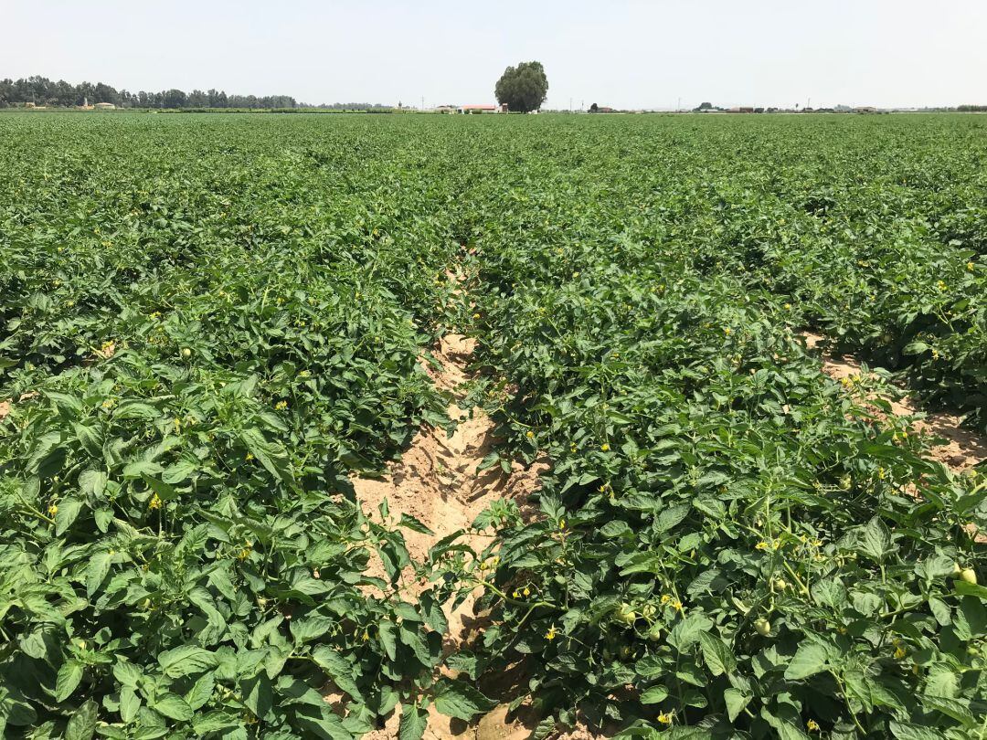 Campo de cultivos en Extremdura