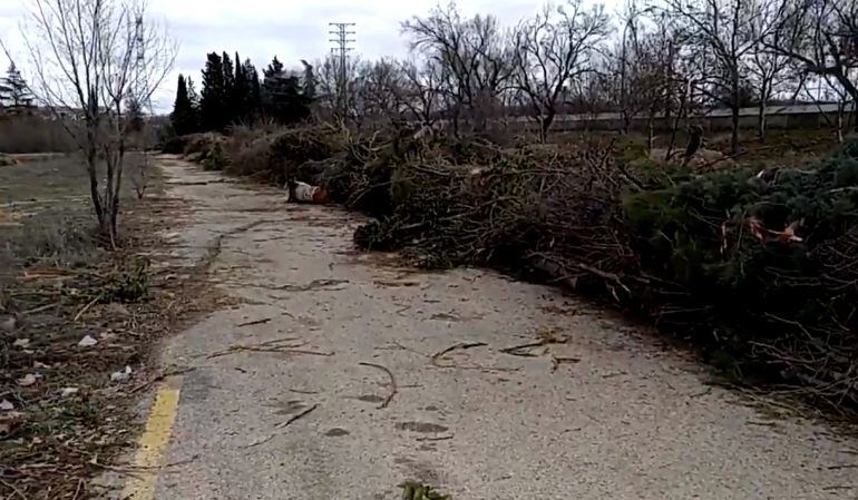 Restos de podas en la antigua piscina