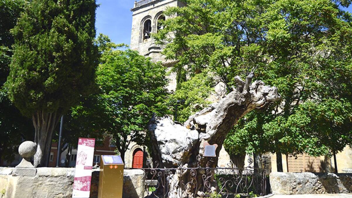 Se reinicia el culto público en los templos de la Diócesis de Osma-Soria desde hoy lunes