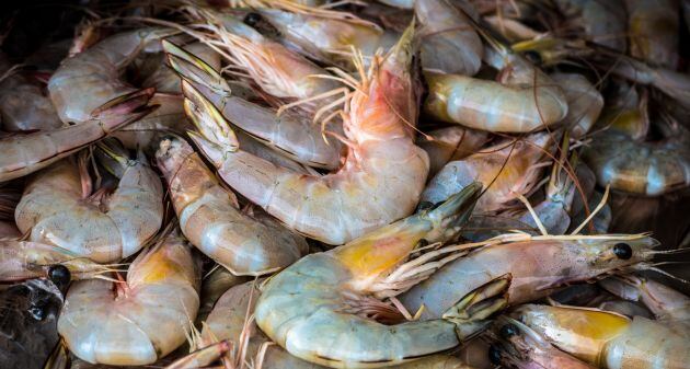 Los langostinos, antes de ser cocinados.