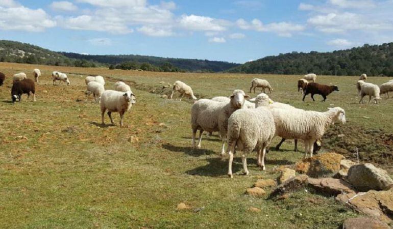 Las lluvias abundantes están provocando importantes bajas en la cabaña ganadera