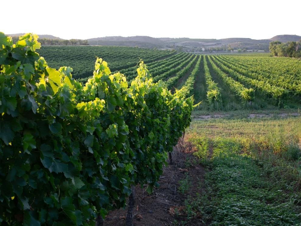 El departamento de Agricultura destina 2,7 millones de euros a modernizar sus viñedos y fomentar la sostenibilidad en 2026. Foto: Fabian Simón
