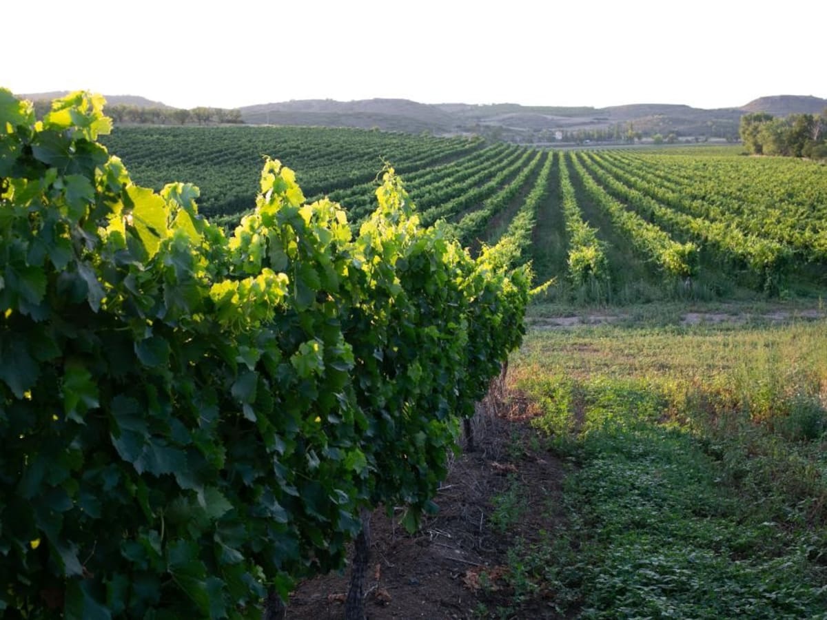 Agricultura destina 2,7 millones de euros a la modernización de viñedos