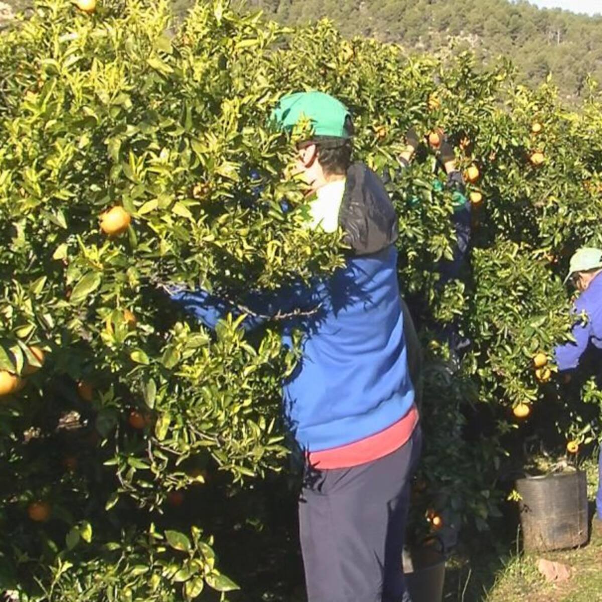 Desarticulan una red criminal de explotación laboral de temporeros del cítrico