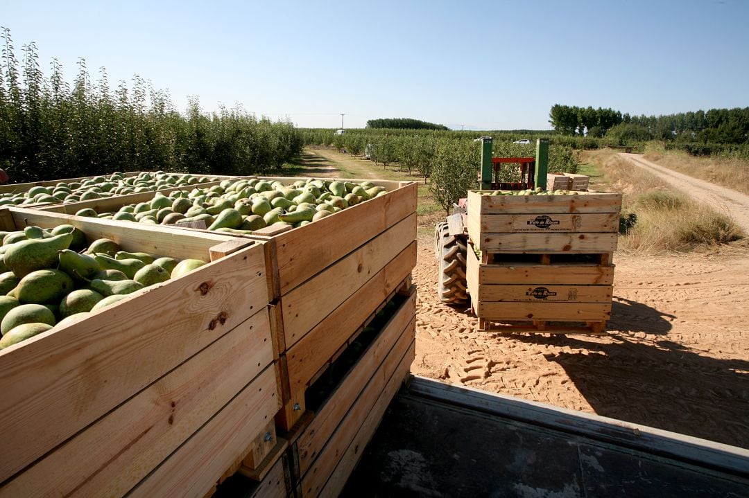 Recogida de la pera DOP Peras de Rincón de Soto en La Rioja Baja. 