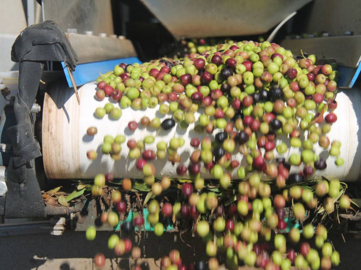 La aceituna empieza a llegar a las almazaras de la DO Oli de Mallorca