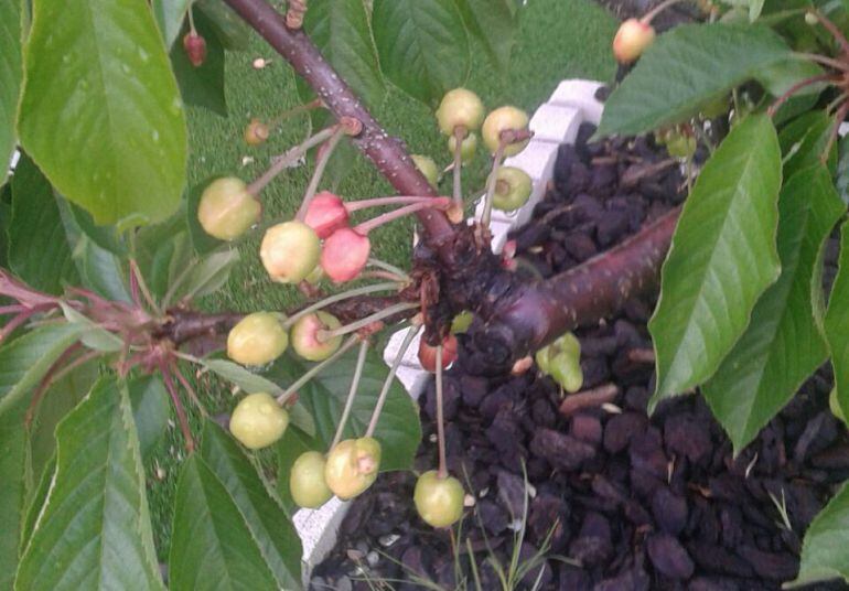 Estado de algunas de las cerezas del Valle del Jerte en la primera quincena de mayo, todavía verdes aunque comienzan a madurar