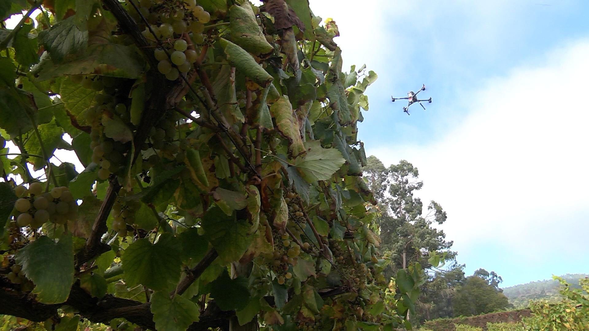 Uno de los drones sobre las viñas de Terras Gauda