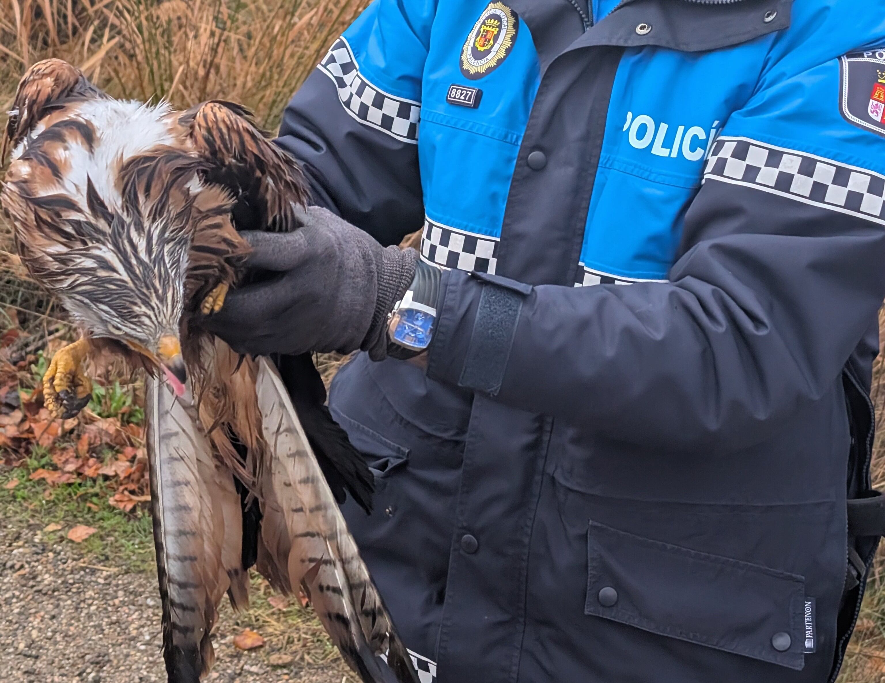 Rescatado un milano real en el Camino Fuente del Rey