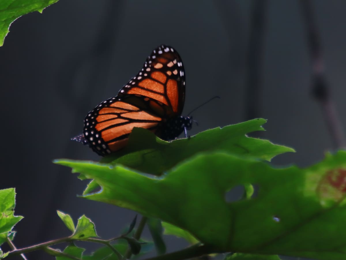 Los expertos piden estar atentos ante el comportamiento raro de las mariposas que encontraron su hogar en España