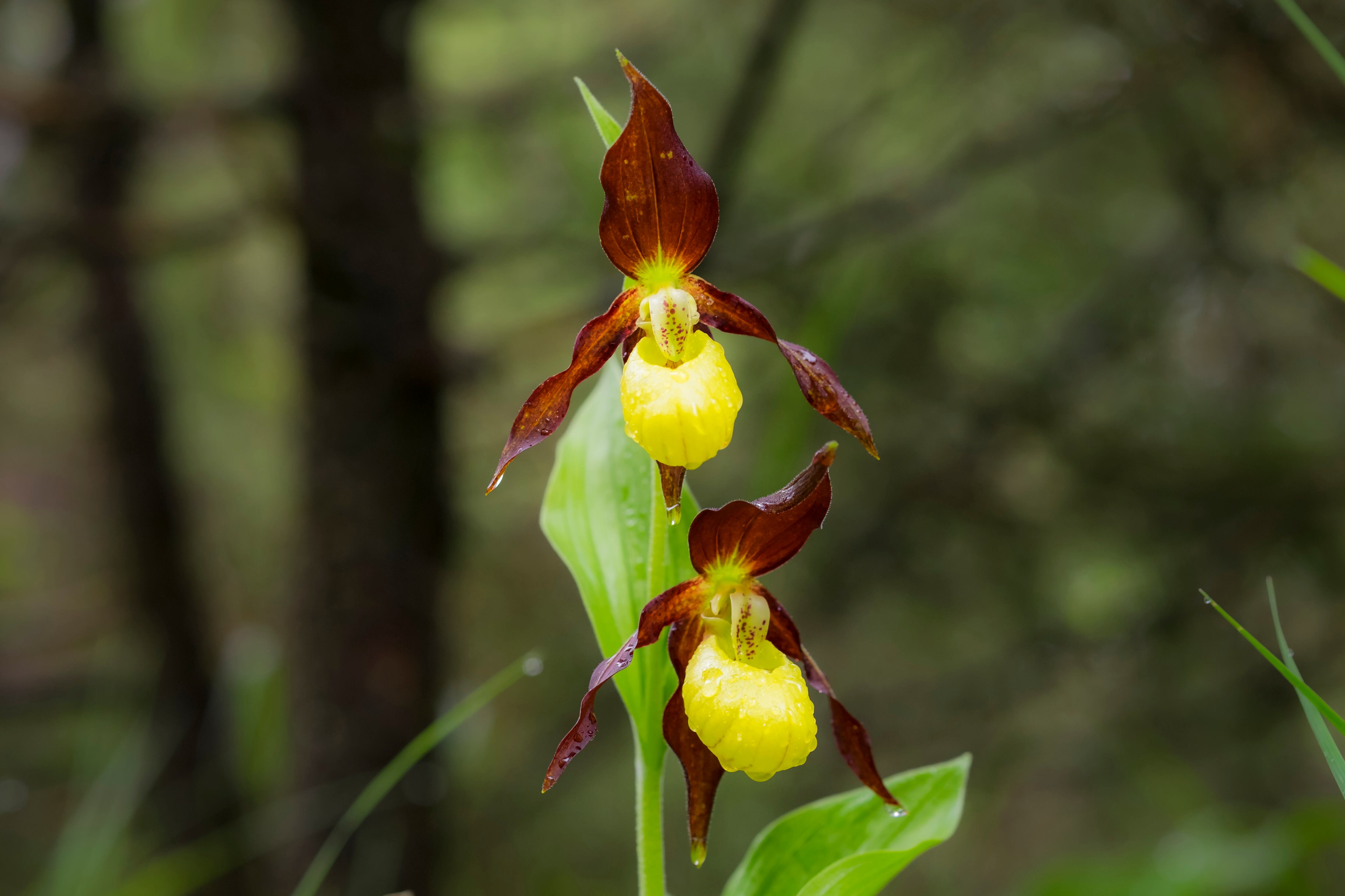 Cypripedium calceolus