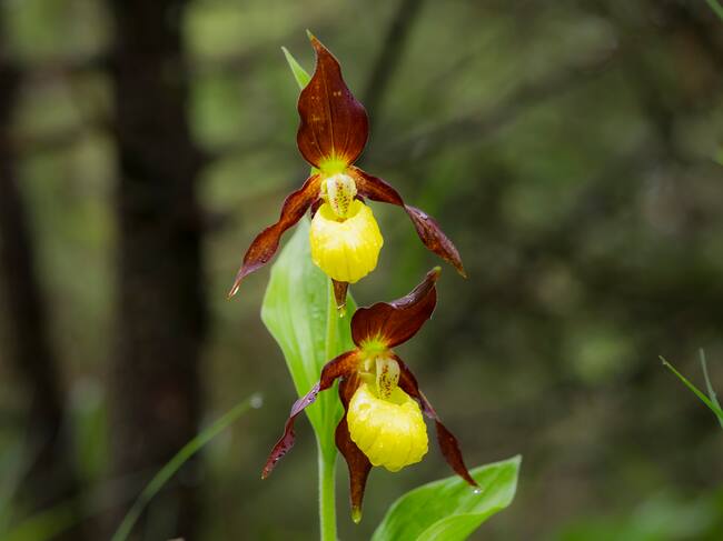 Cypripedium calceolus