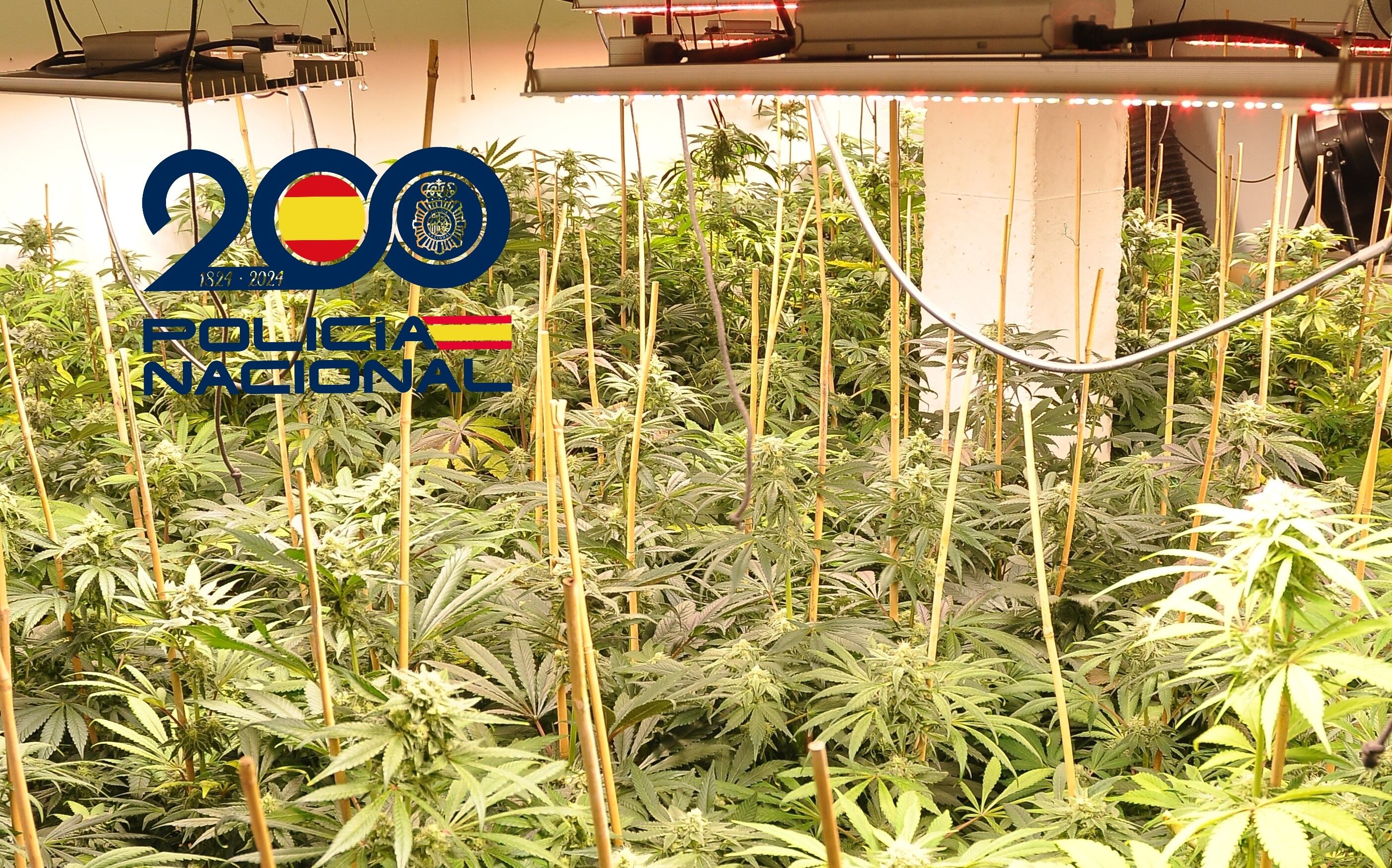 Material incautado durante la operación.