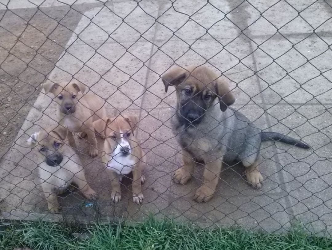 Cachorros en la actual perrera municipal