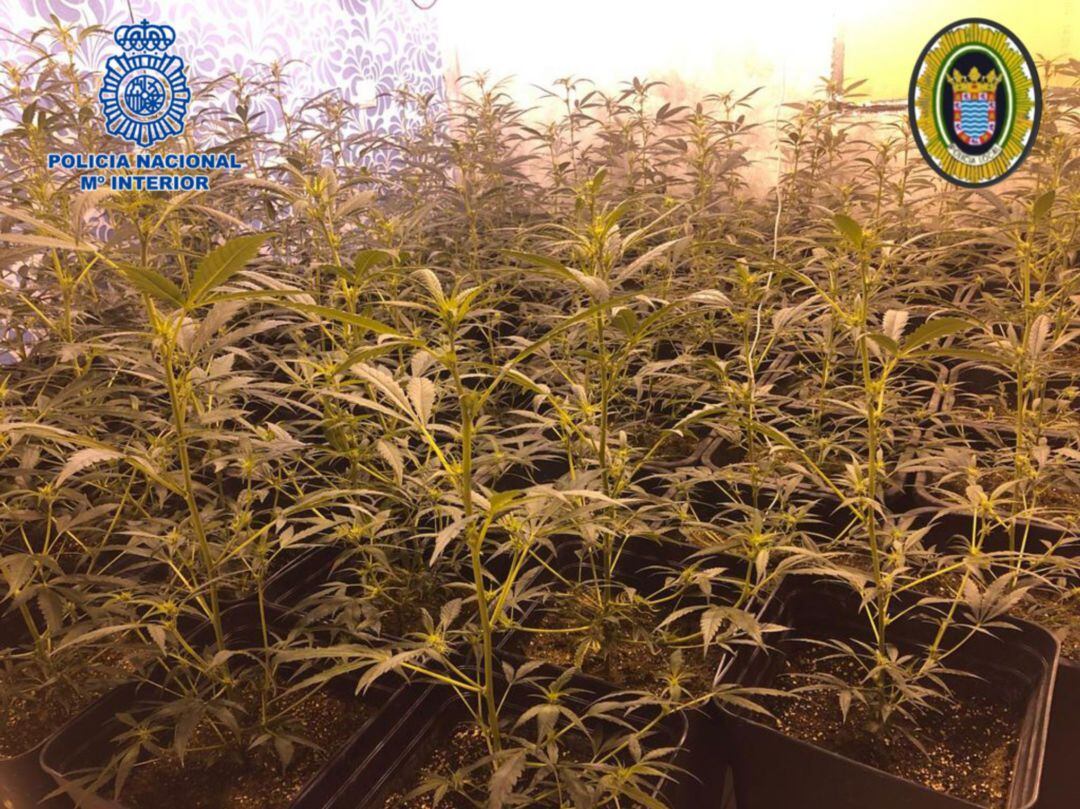 Parte de las plantas aprehendidas por la Policía Nacional y Local