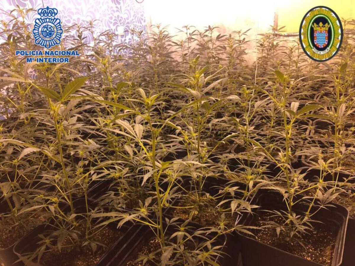 Desmantelada una plantación de marihuana en un piso de Vallesequillo II