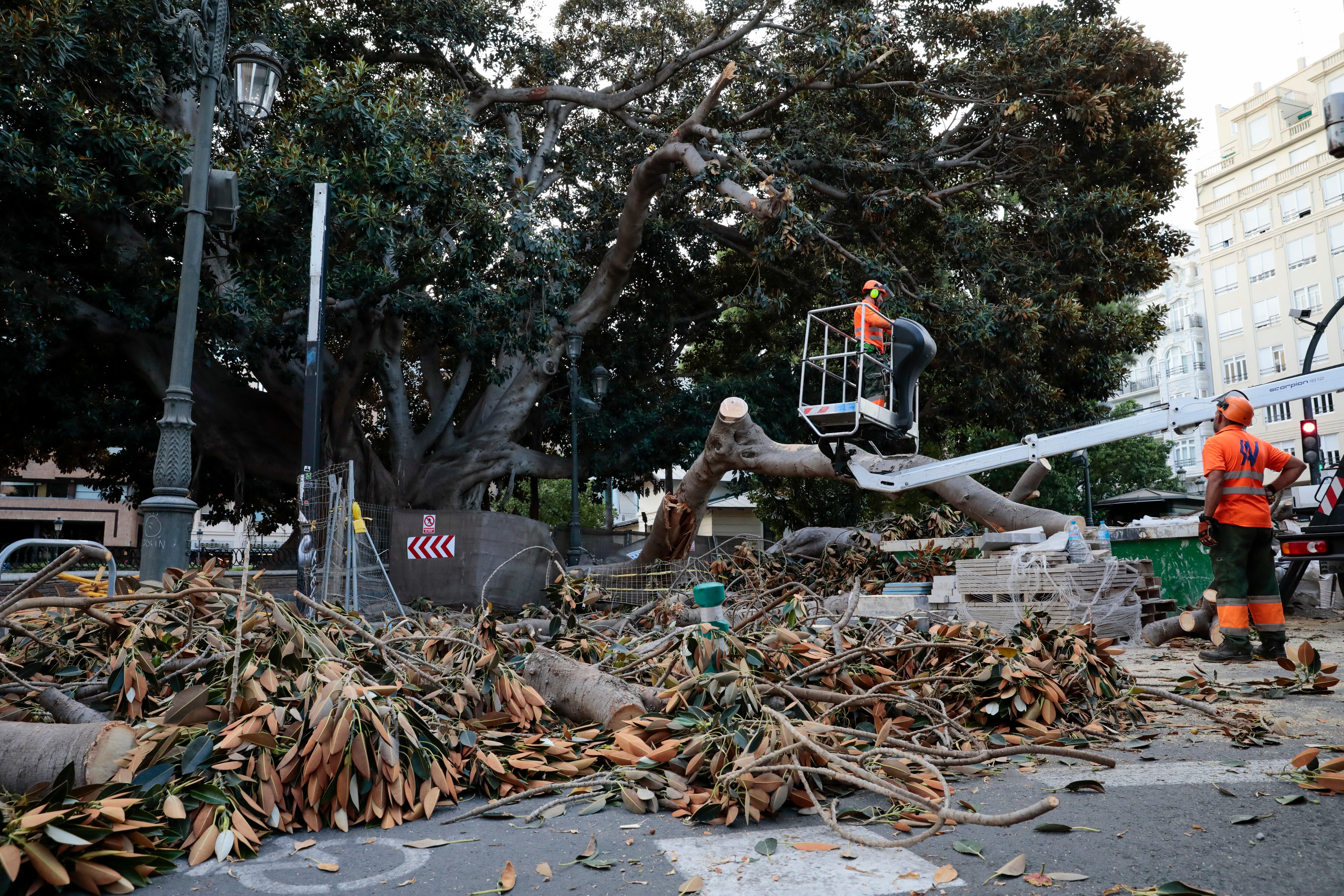 La caída de una rama de un ficus centenario en Valencia deja 4 heridos leves