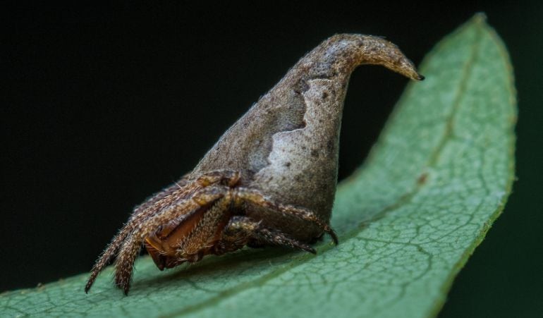 La nueva especie de araña guarda gran parecido al &#039;Sombrero Seleccionador&#039;.