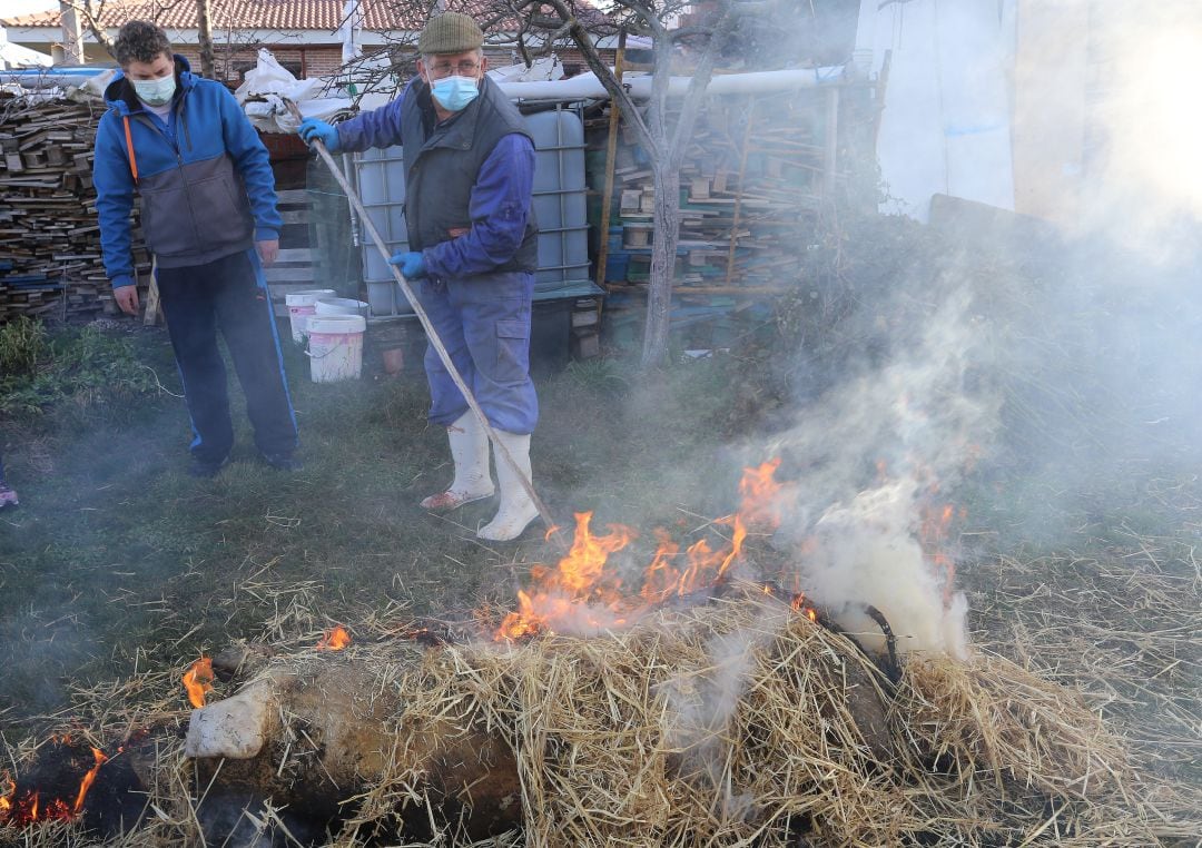 Matanza tradicional a domicilio en Baltanás (Palencia)