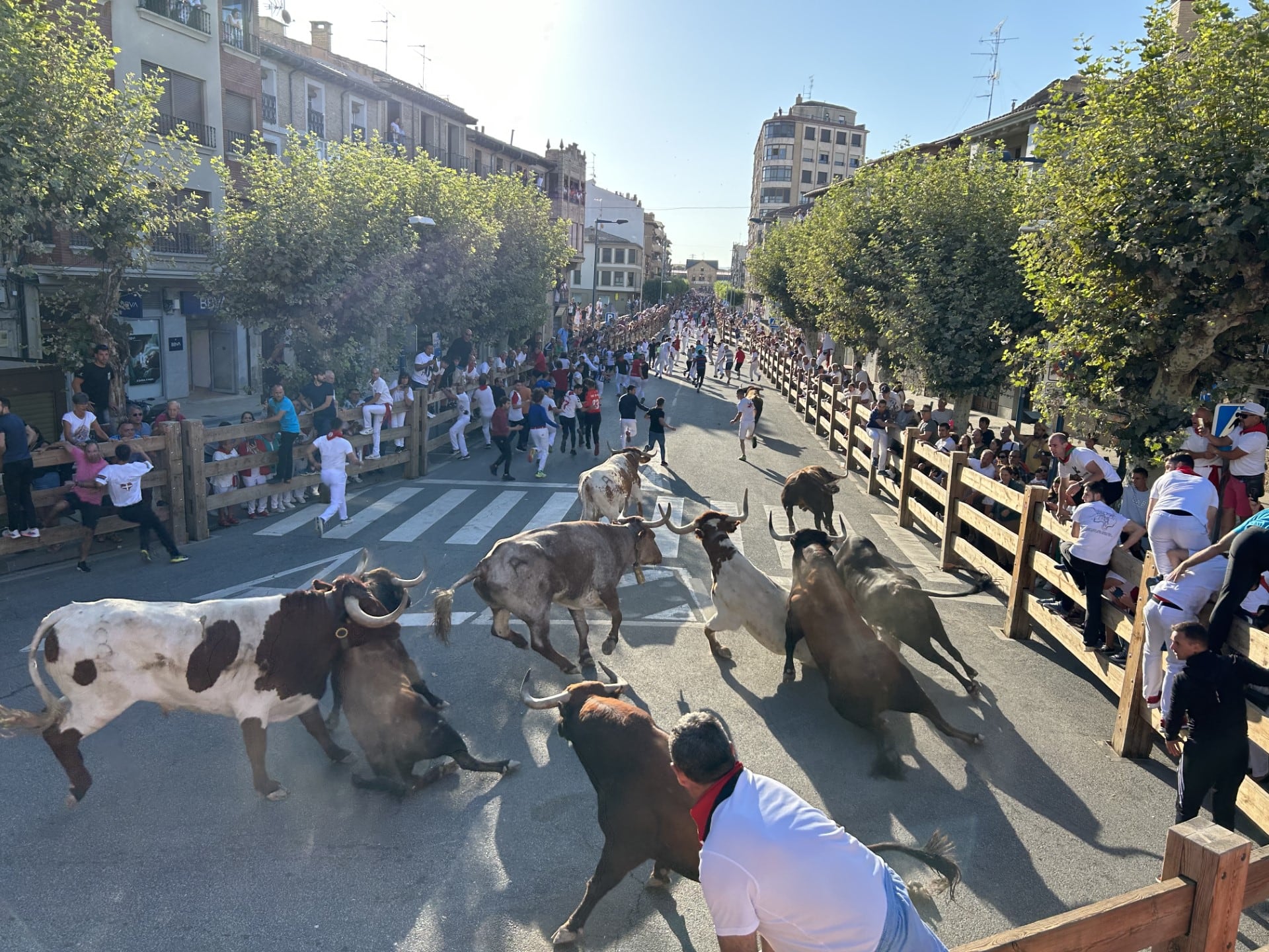 Primer encierro de Tafalla 2023 con toros de José Luís Pereda