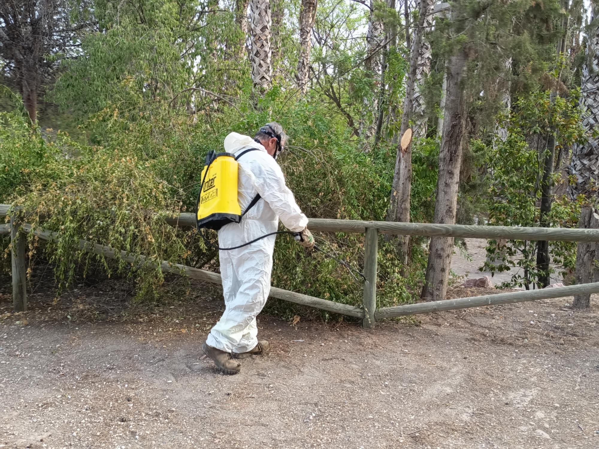 Las actuaciones en marcha consisten en arrancar los árboles afectados y aplicar tratamientos fungicidas