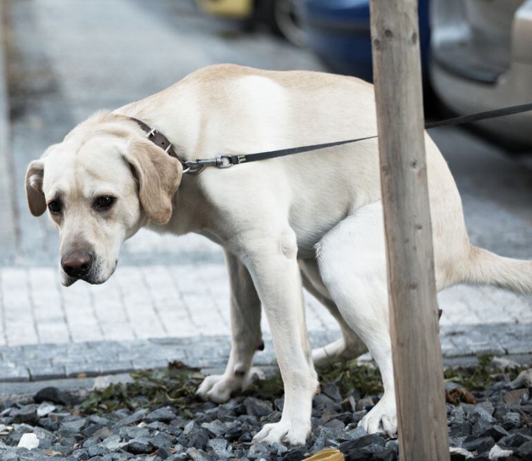 Ganemos propone soluciones a un problema que suscita muchas quejas