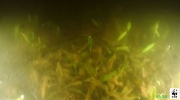 Ya en 2016 se vivió el primer gran episodio de eutrofización en el Mar Menor que la convirtió en una 'sopa verde'