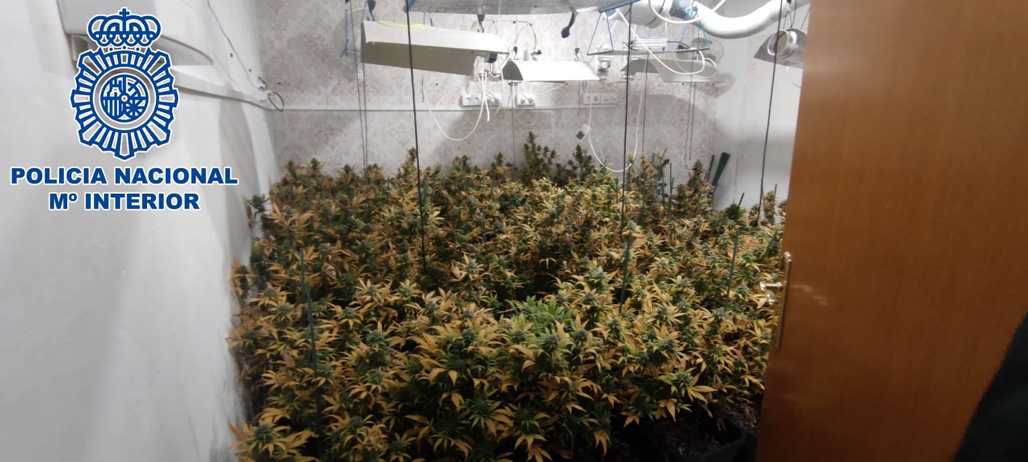 Plantación intervenida por la Policía