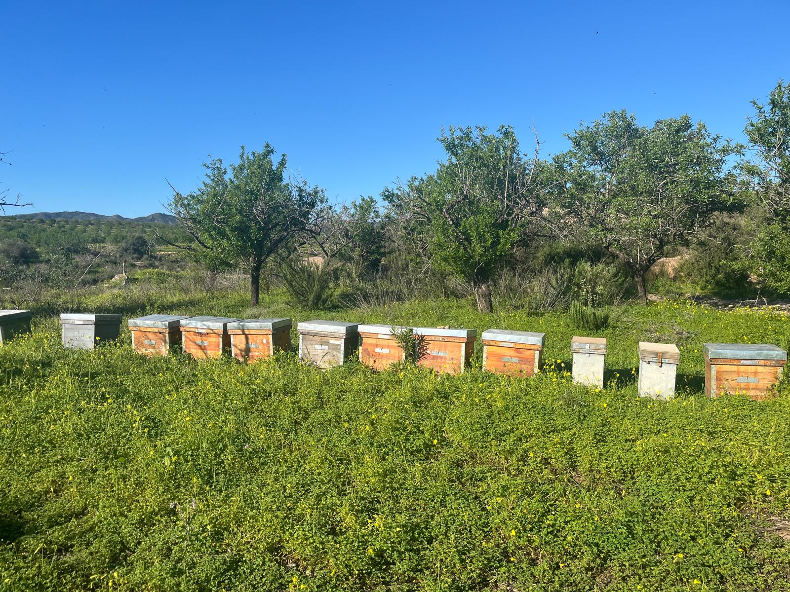 Álvaro Pérez, apicultor del campo de Cartagena