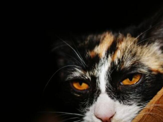 Fotografía de un gato